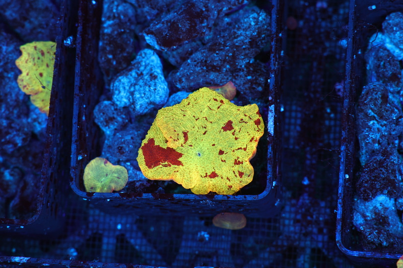 Jawbreaker Discosoma Mushroom WYSIWYG - SAQ Coral Farm