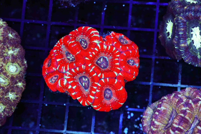 Blood Bone Asian Acan Colony WYSIWYG - SAQ Coral Farm