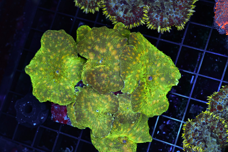 Shrek Orange Spot Disco Mushroom Colony WYSIWYG - SAQ Coral Farm