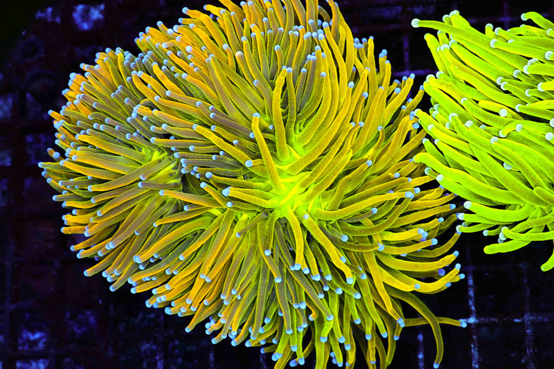 Large Hyper Holy Grail Torch Colony 5+ Heads WYSIWYG - SAQ Coral Farm