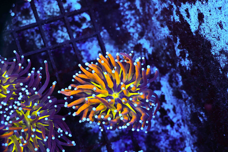 Graphted Torch Coral WYSIWYG - SAQ Coral Farm