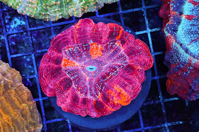 ULTRA Core Acanthophyllia Coral WYSIWYG - SAQ Coral Farm