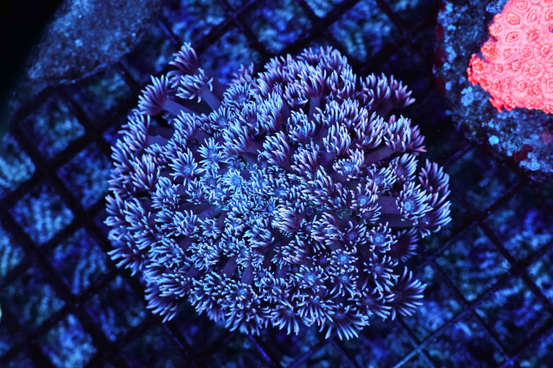 Frosted Tip Goniopora Coral Colony WYSIWYG - SAQ Coral Farm