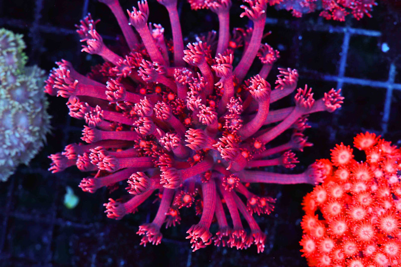 Red Wine Goniopora Coral Colony WYSIWYG - SAQ Coral Farm