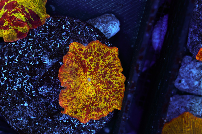 Lava Lamp Jawbreaker Disco Mushroom WYSIWYG - SAQ Coral Farm