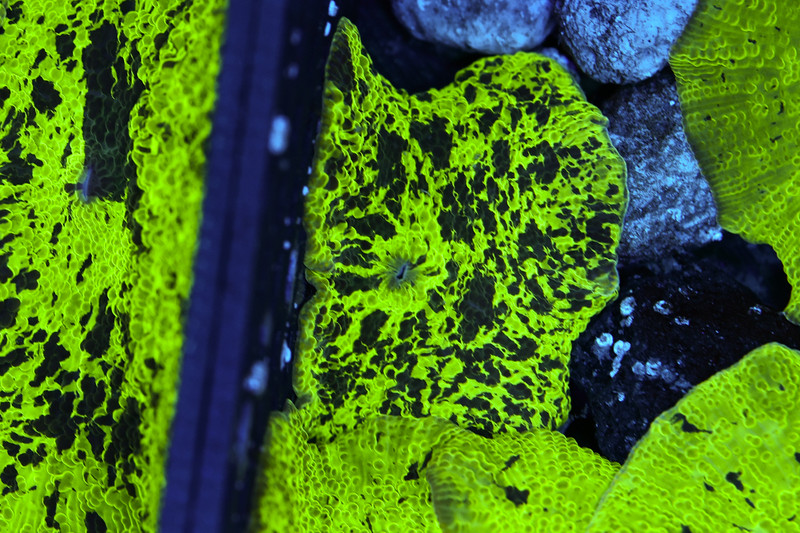 Mint Chip Jawbreaker Disco Mushroom WYSIWYG - SAQ Coral Farm