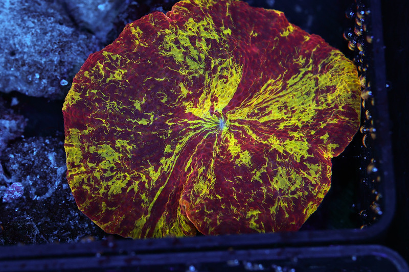 LG Soul Eater Jawbreaker Disco Mushroom WYSIWYG - SAQ Coral Farm