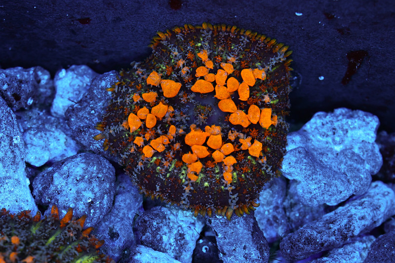 Sunkissed Bounce Mushroom WYSIWYG - SAQ Coral Farm