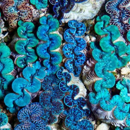 Aquacultured Ultra Grade Colored Maxima Clam 2" - ORA