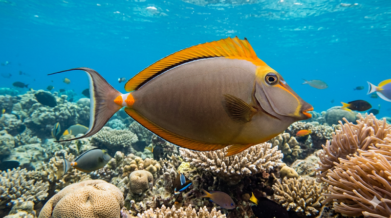 Blonde Naso Tang (Naso elegans) Large - SAQ Chicago Fish