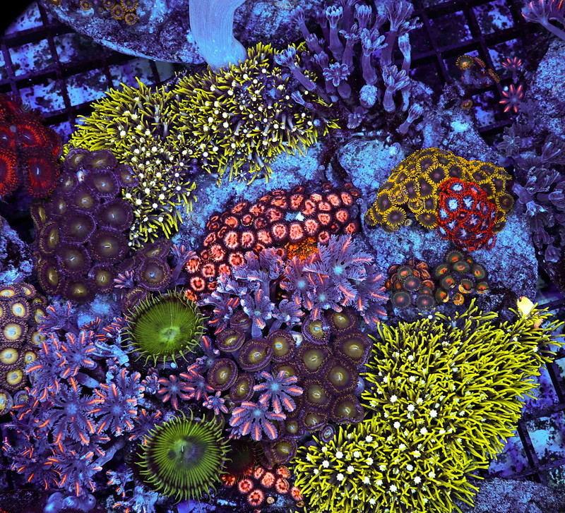 XL Multi-Zoanthid Soft Coral Combo Rock WYSIWYG - SAQ Coral Farm