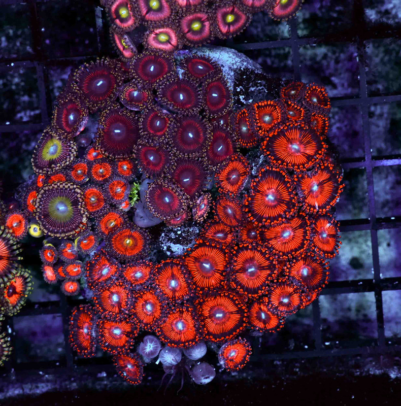 Multi-Zoanthid Rock WYSIWYG - SAQ Coral Farm