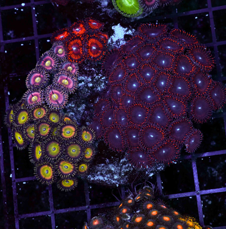 Multi-Zoanthid Rock WYSIWYG - SAQ Coral Farm