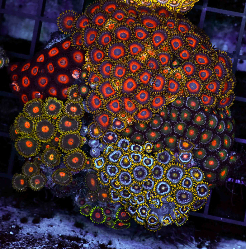Multi-Zoanthid Rock WYSIWYG - SAQ Coral Farm