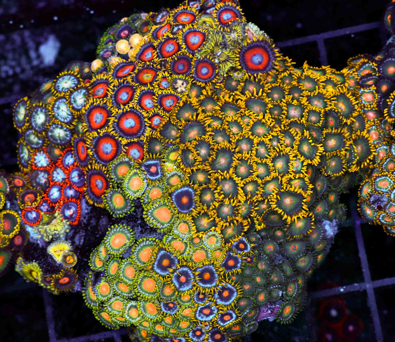 Multi-Zoanthid Rock WYSIWYG - SAQ Coral Farm