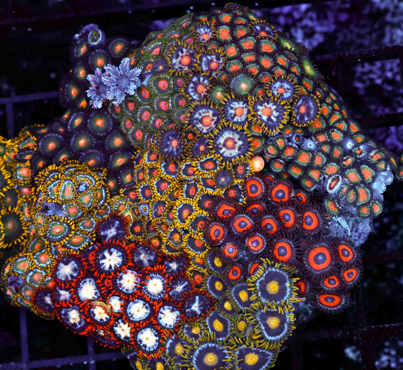 Multi-Zoanthid Rock WYSIWYG - SAQ Coral Farm
