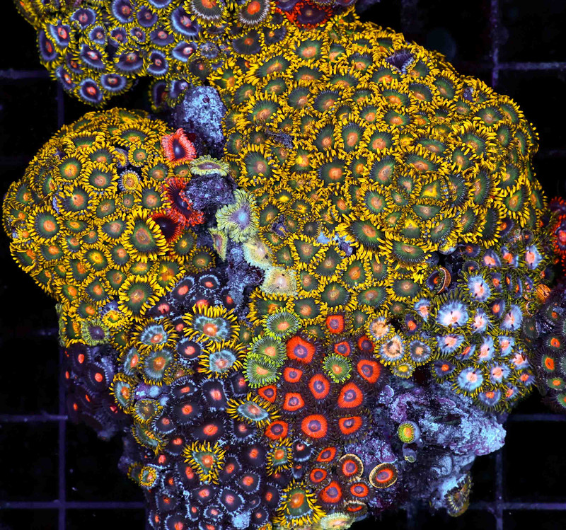 Multi-Zoanthid Rock WYSIWYG - SAQ Coral Farm