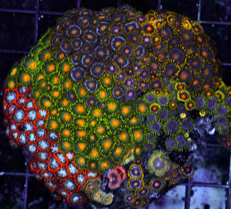 Multi-Zoanthid Rock WYSIWYG - SAQ Coral Farm