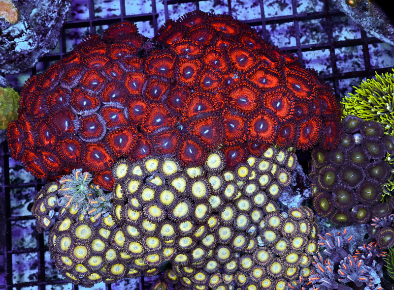Large Multi-Zoanthid Rock WYSIWYG - SAQ Coral Farm