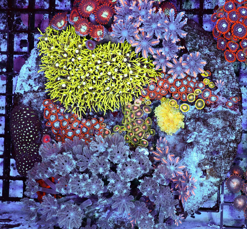 Multi-Zoanthid Soft Coral Combo Rock WYSIWYG - SAQ Coral Farm
