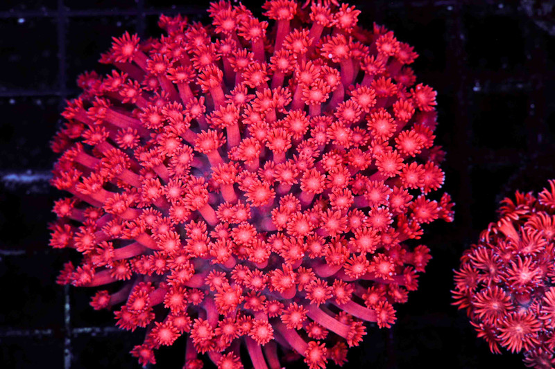 Bright Red Goniopora WYSIWYG - SAQ Coral Farm