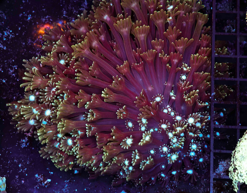 Vibrant Purple Goniopora Colony WYSIWYG - SAQ Coral Farm