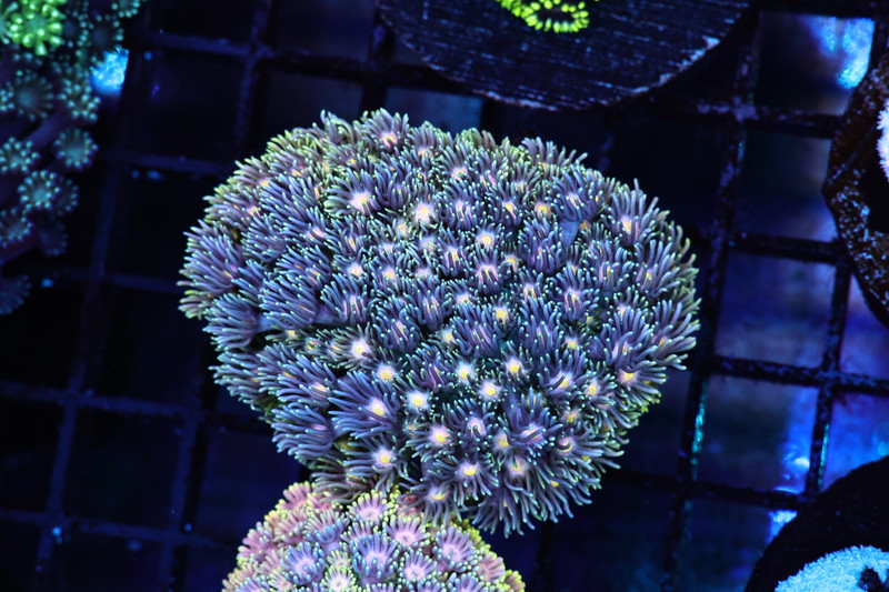 Starry Night Goniopora WYSIWYG - SAQ Coral Farm