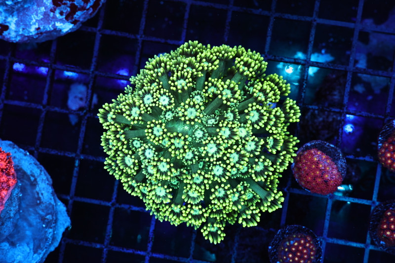 Lime Green Goniopora WYSIWYG - SAQ Coral Farm