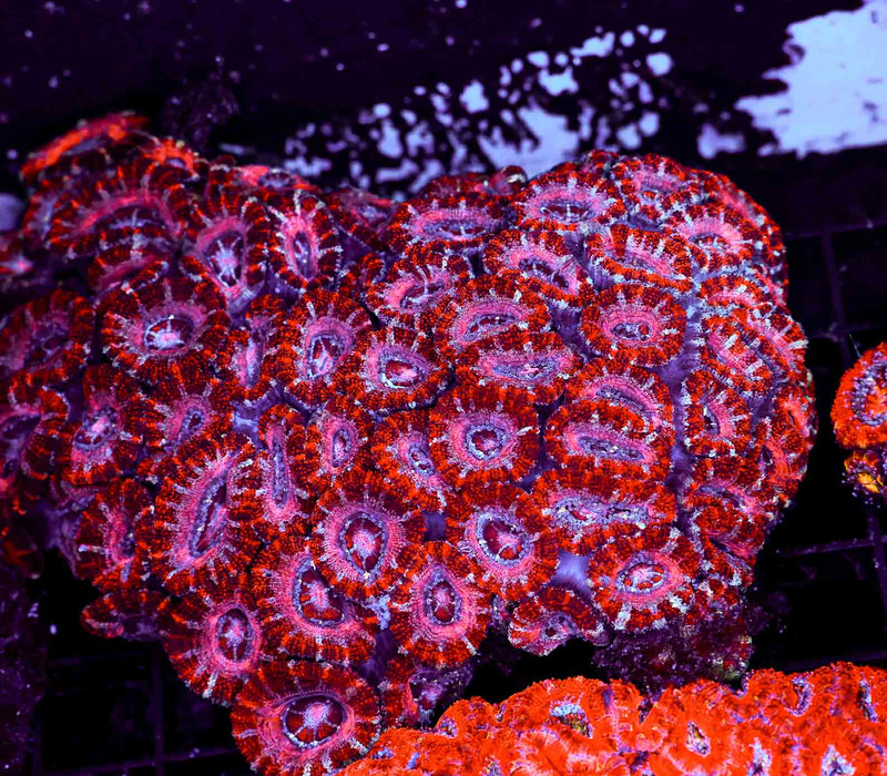 Pink Juice Acan Colony WYSIWYG - SAQ Coral Farm