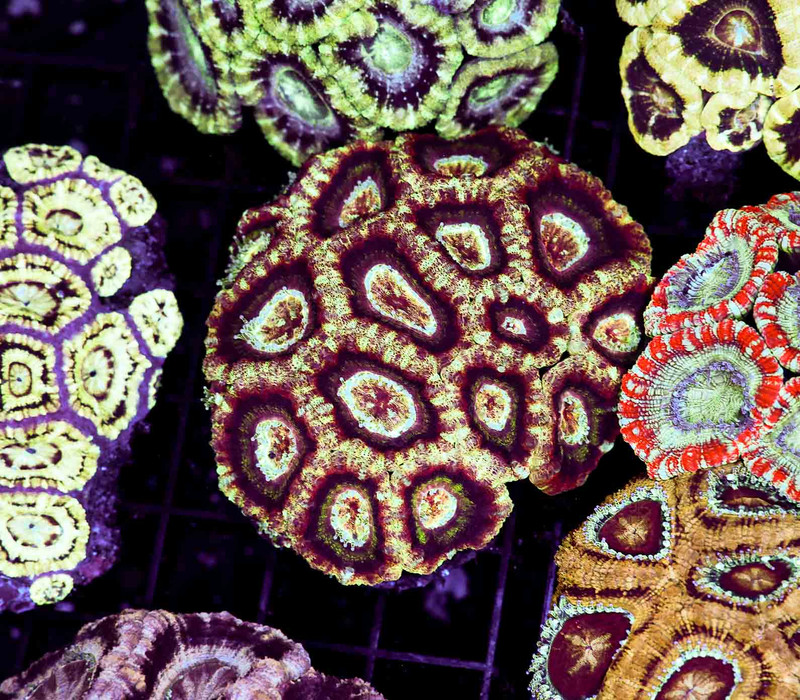 Ivory Rim Asian Acan Colony WYSIWYG - SAQ Coral Farm