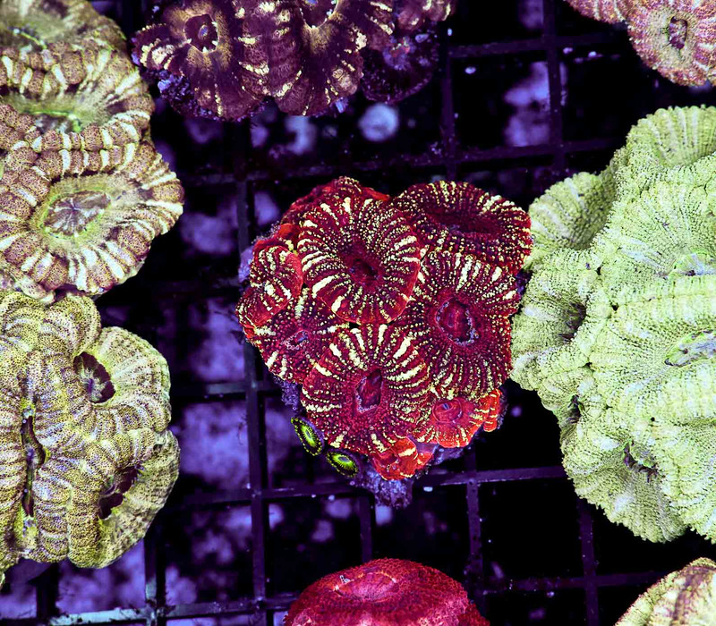 Gold Flake Red Asian Acan Colony WYSIWYG - SAQ Coral Farm