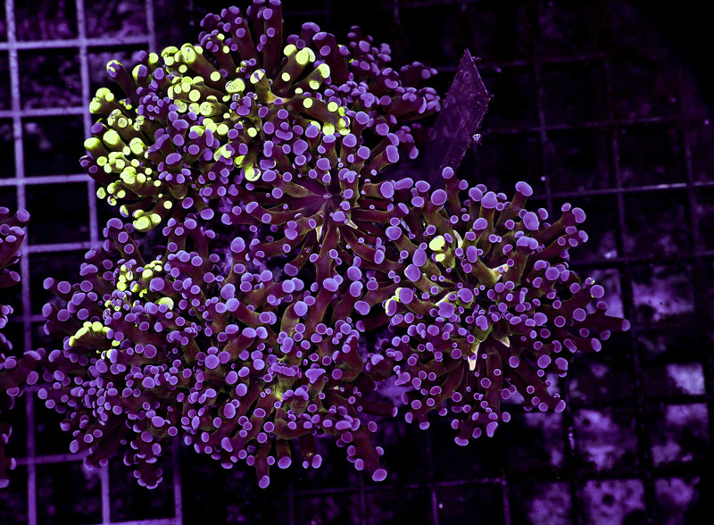 Large Splatter Frogspawn Colony WYSIWYG - SAQ Coral Farm