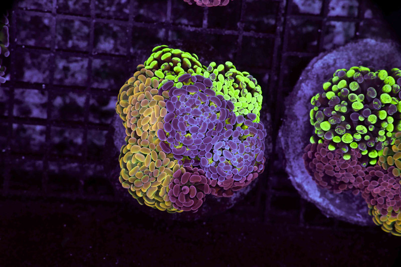 Hammer Garden Colony WYSIWYG - SAQ Coral Farm