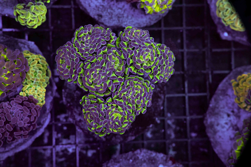 Neon Green Hammer Colony WYSIWYG - SAQ Coral Farm
