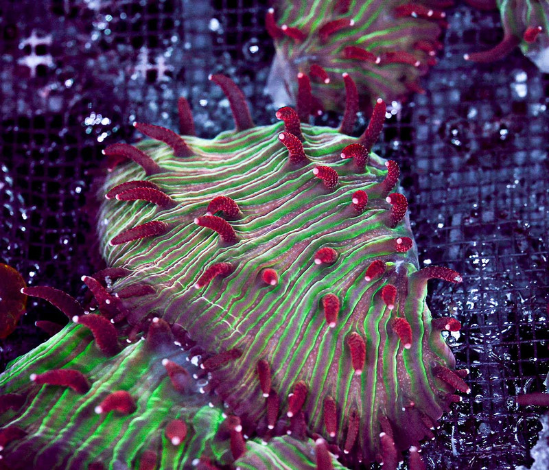 Fungia Plate Frag WYSIWYG - SAQ Coral Farm