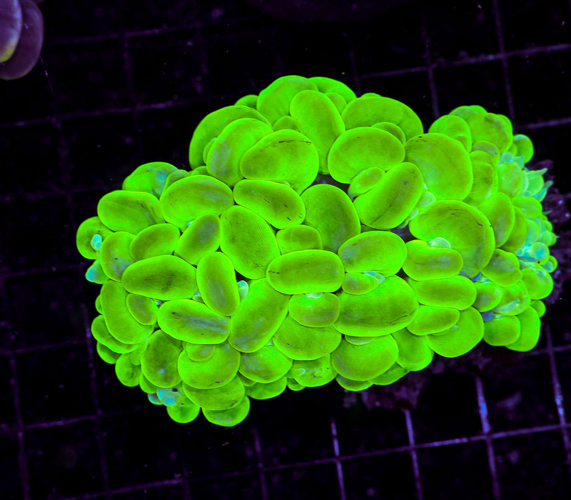 Neon Green Bubble Coral WYSIWYG - SAQ Coral Farm