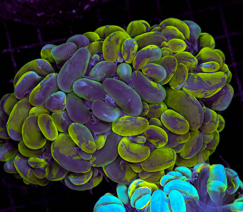 Splatter Bubble Coral WYSIWYG - SAQ Coral Farm