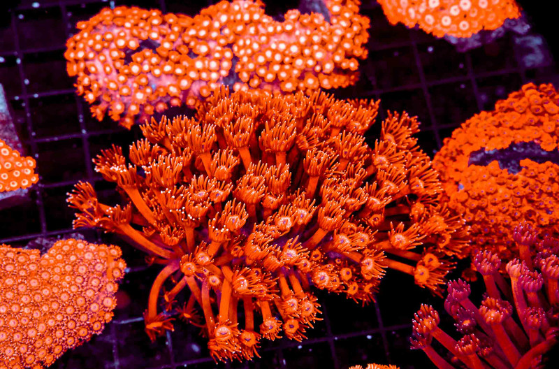 Sizzling Red Goniopora WYSIWYG - SAQ Coral Farm