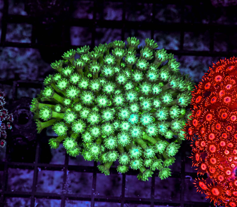 Green Goniopora Colony WYSIWYG - SAQ Coral Farm