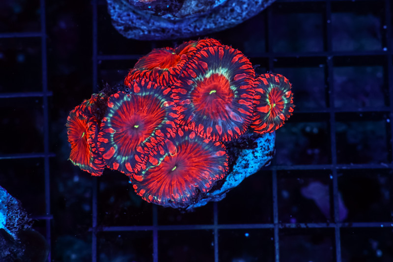 Red Punch Blasto WYSIWYG - SAQ Coral Farm
