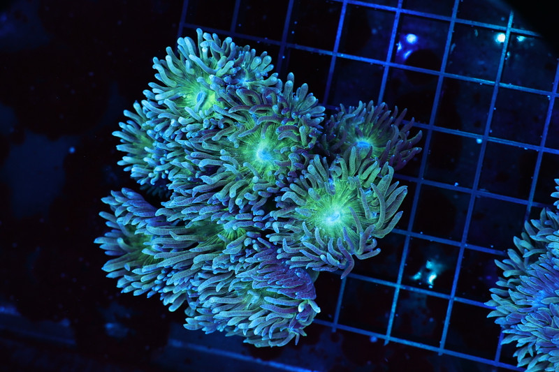 Duncan Colony WYSIWYG - SAQ Coral Farm