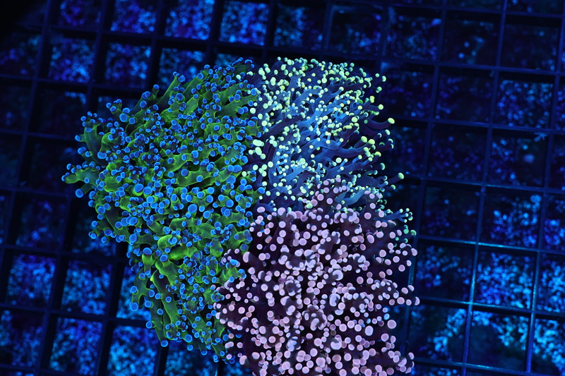 Frogspawn Garden Colony WYSIWYG - SAQ Coral Farm