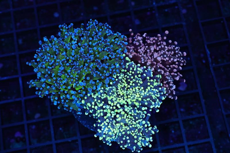 Frogspawn Garden Colony WYSIWYG - SAQ Coral Farm