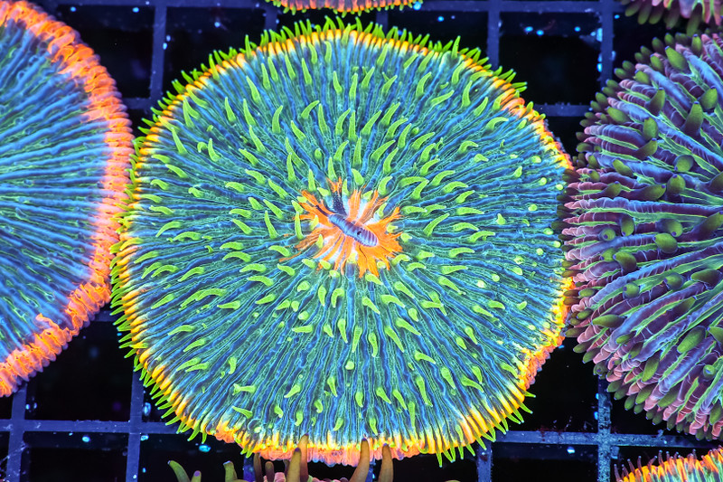 Tropical Fruit Fungia Plate WYSIWYG - SAQ Coral Farm