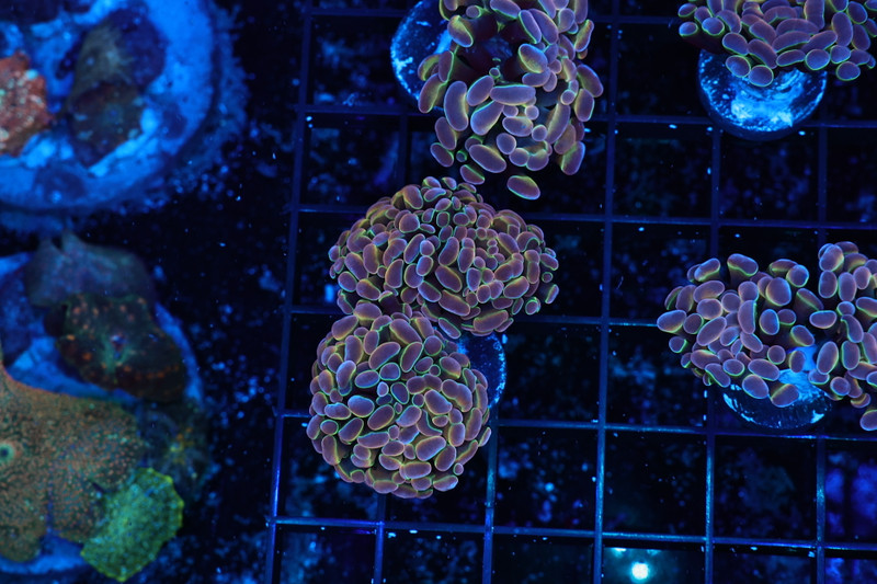 Holographic Hammer WYSIWYG - SAQ Coral Farm