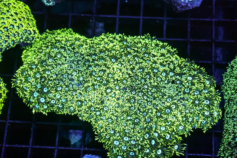 Green Goniopora Colony WYSIWYG - SAQ Coral Farm