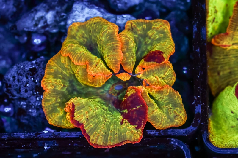 Jawbreaker Discosoma Mushroom WYSIWYG - SAQ Coral Farm