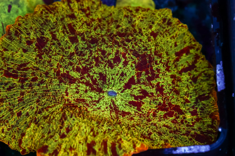 LG Jawbreaker Discosoma Mushroom WYSIWYG - SAQ Coral Farm