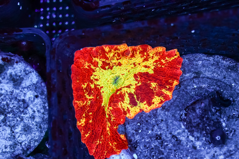 Engulfing Flame Jawbreaker Discosoma Mushroom WYSIWYG - SAQ Coral Farm