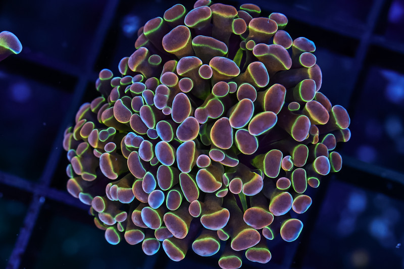 Holographic Hammer WYSIWYG - SAQ Coral Farm